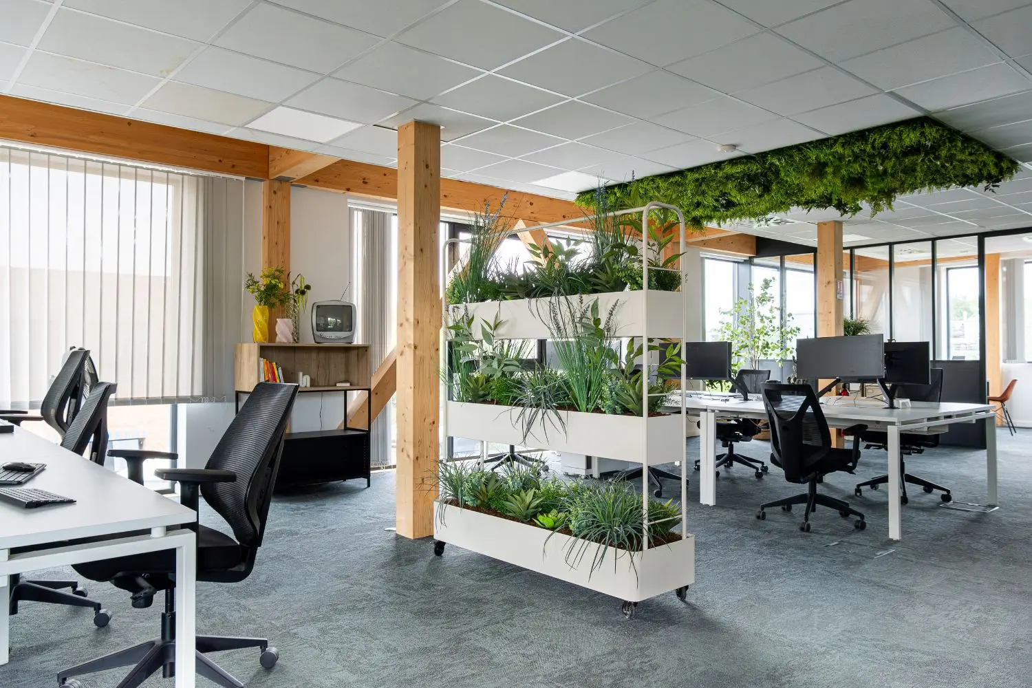 plantes végétales ou décoratives pour l'environnement de bureau, bien être des collaborateurs