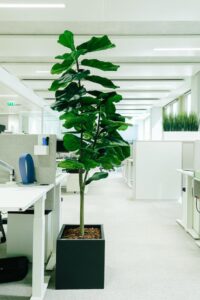plantes végétales ou décoratives pour l'environnement de bureau, bien être des collaborateurs