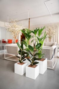 plantes végétales ou décoratives pour l'environnement de bureau, bien être des collaborateurs