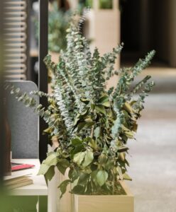 plantes végétales ou décoratives pour l'environnement de bureau, bien être des collaborateurs